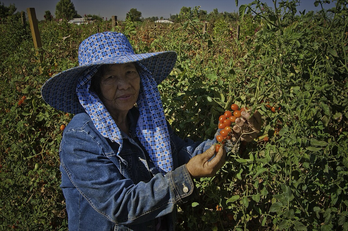 Ernte von Kirschtomaten im Feld